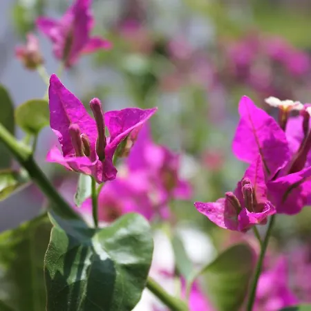 Unique Galini - Adults Only