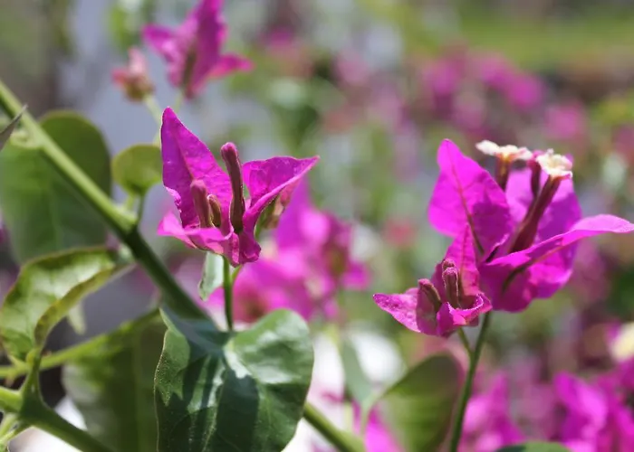 Unique Galini - Adults Only